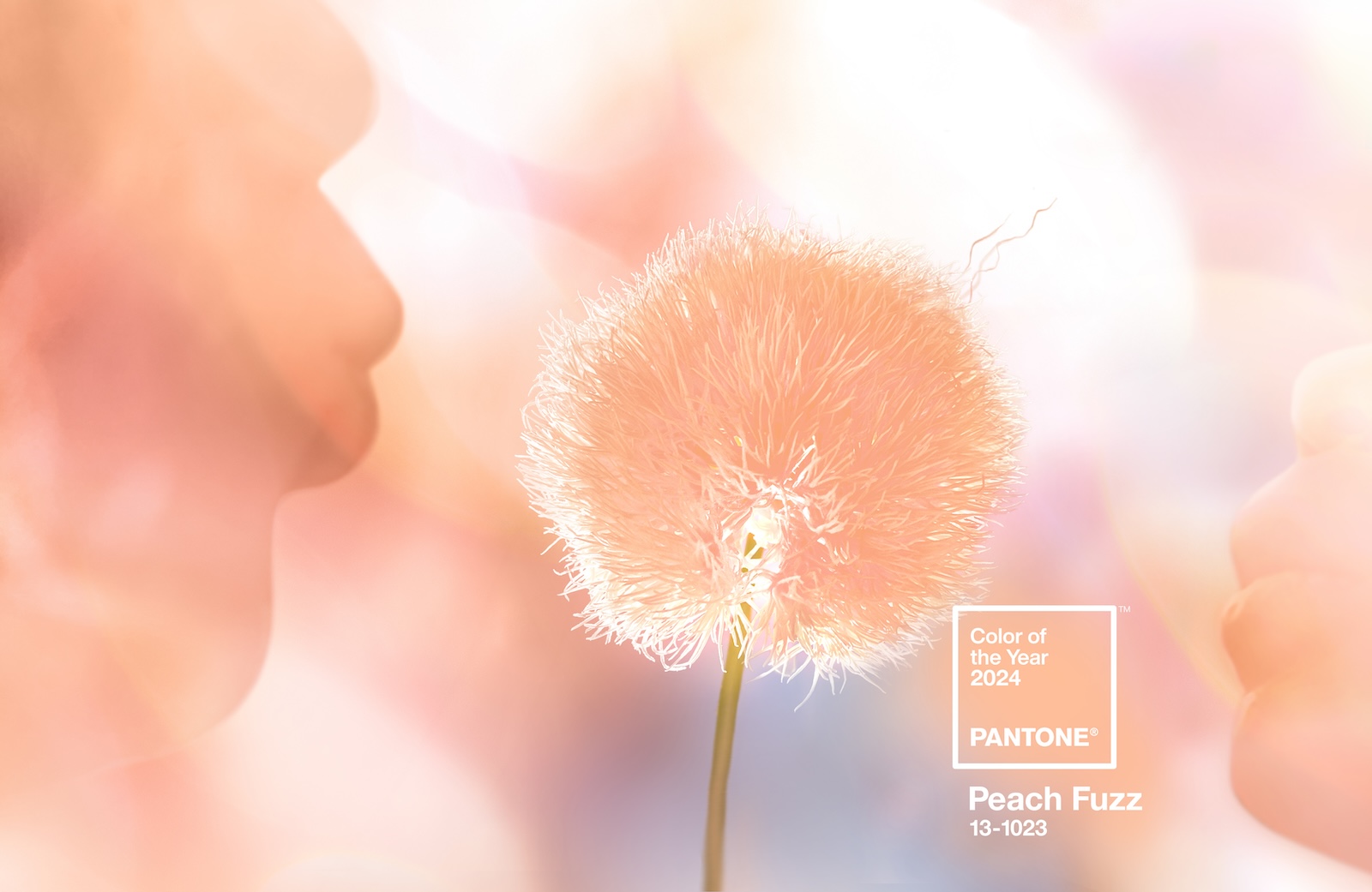 pantone 2024 peach fuzz color of the year